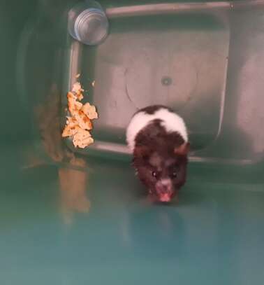 hamster found in trash england