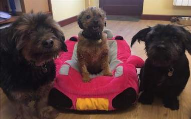 three senior dogs need a home together