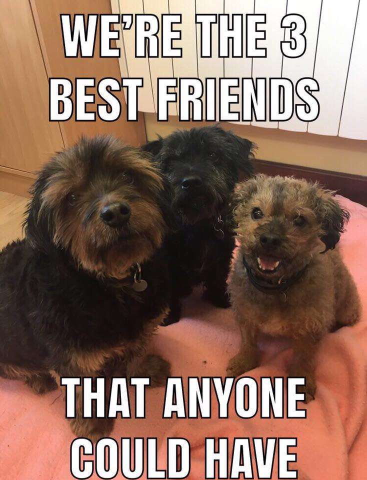 three senior dogs need a home together