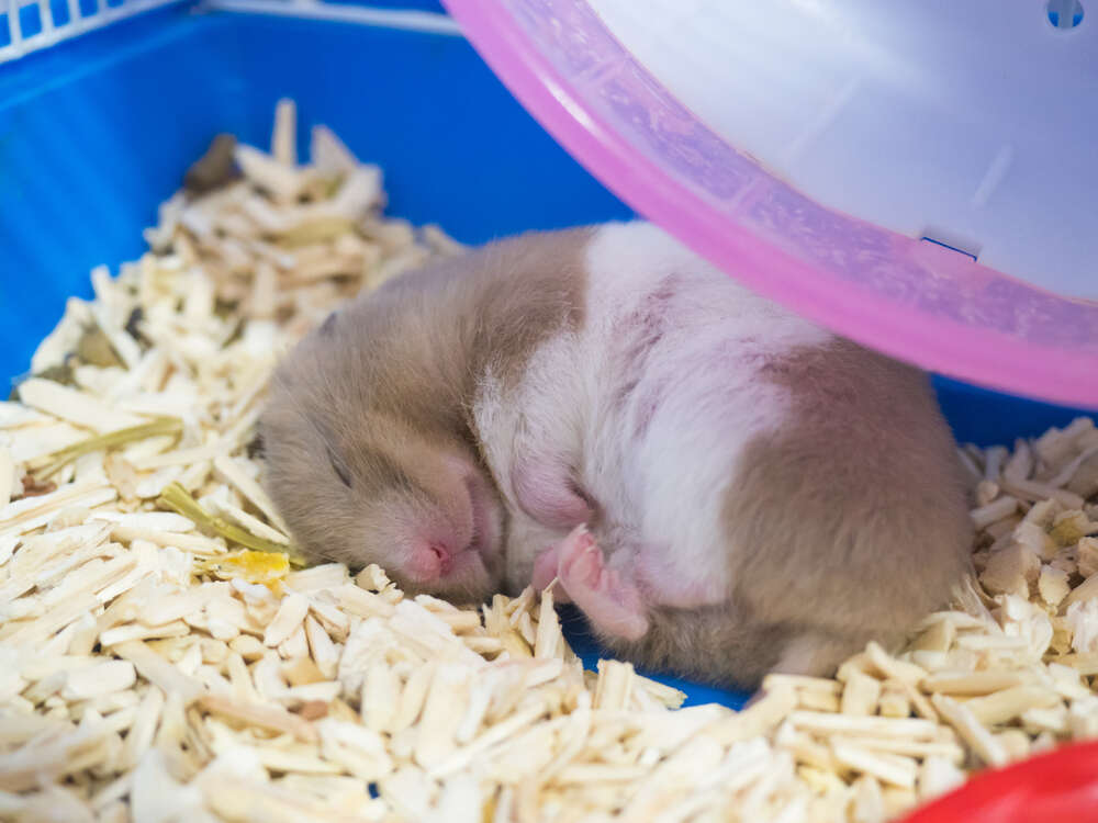 syrian hamster hibernate 