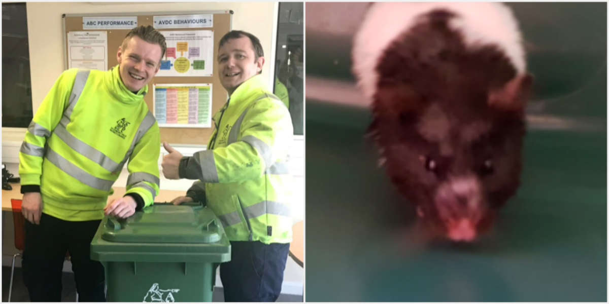 Trash Collectors Find Syrian Hamster Inside Bin — And Save His Life