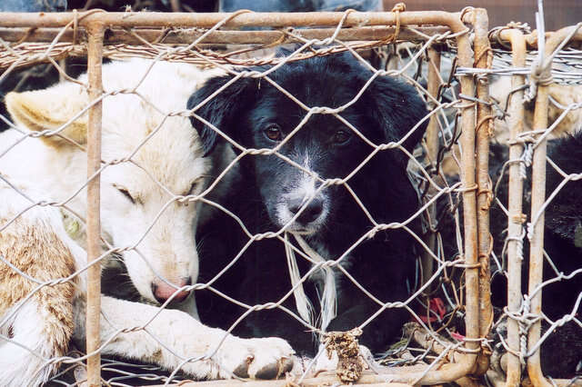 dog meat farm south korea olympics
