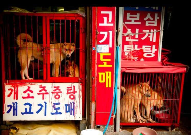 dog meat farm south korea olympics