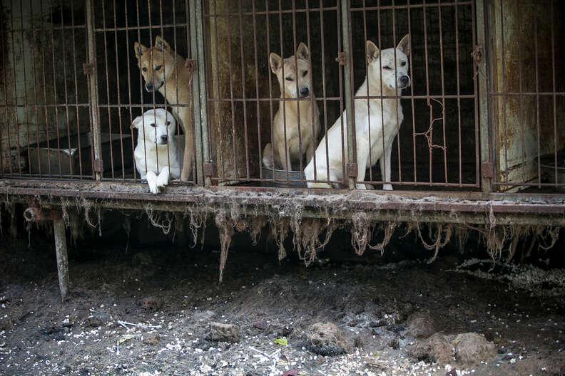 how many dog meat farms are there in korea