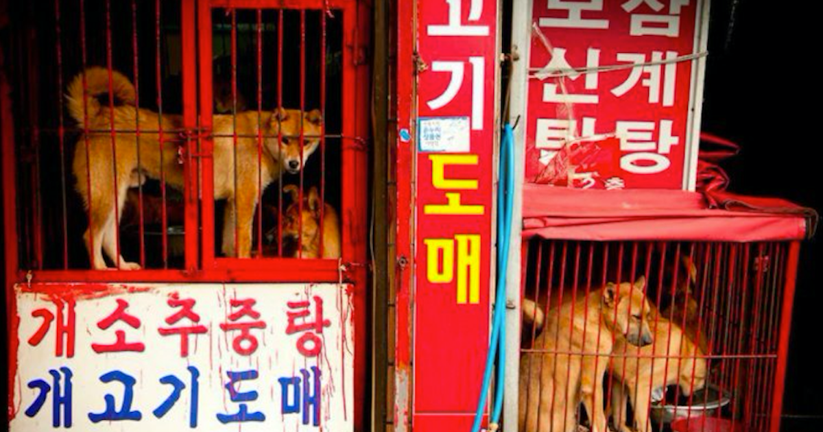 how many dog meat farms are there in korea