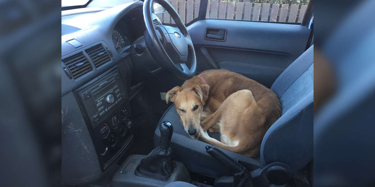 Family Finds Strange Dog Sitting In Front Seat Of Their Car - The Dodo
