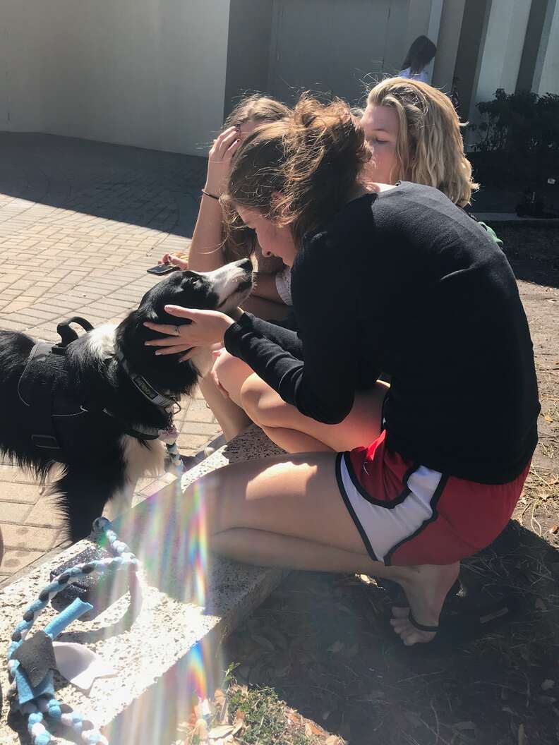 Therapy dog Kermit helping comfort survivors of Parkland, Florida, school shooting