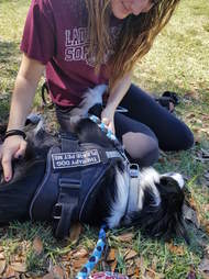 Therapy dog Kermit helping comfort survivors of Parkland, Florida, school shooting