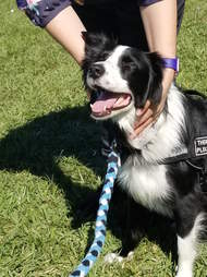 Therapy dog helping in Parkland, Florida, after school shooting