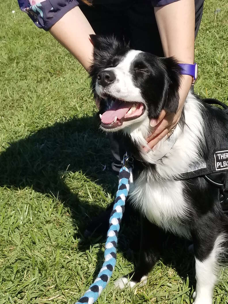 Therapy dog helping in Parkland, Florida, after school shooting