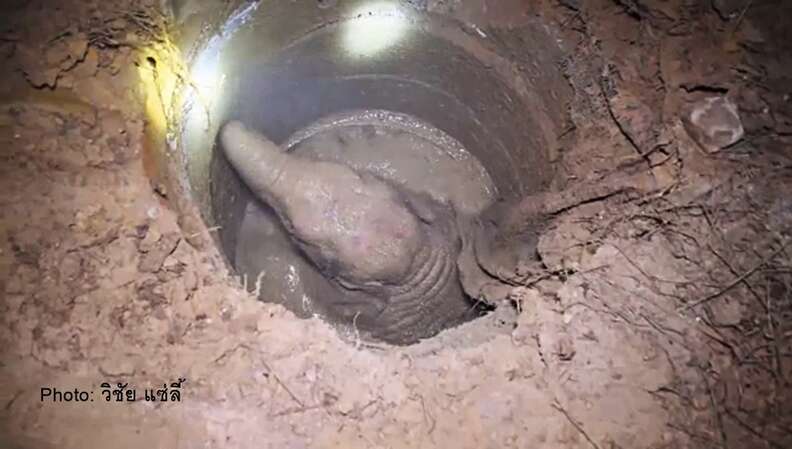 elephant calf baby well rescue thailand