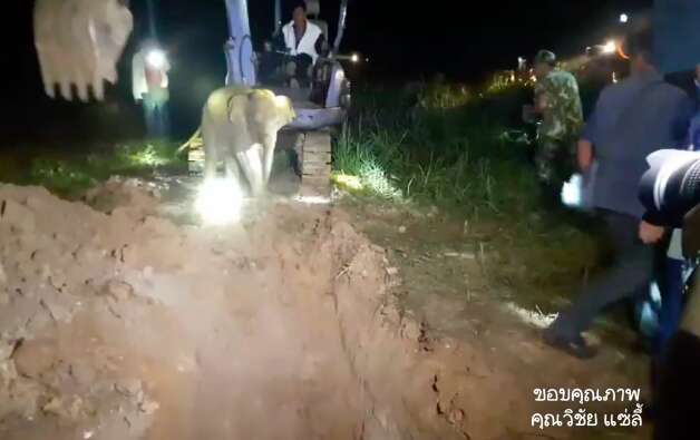 elephant calf rescue thailand