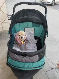 Chihuahua in dog stroller
