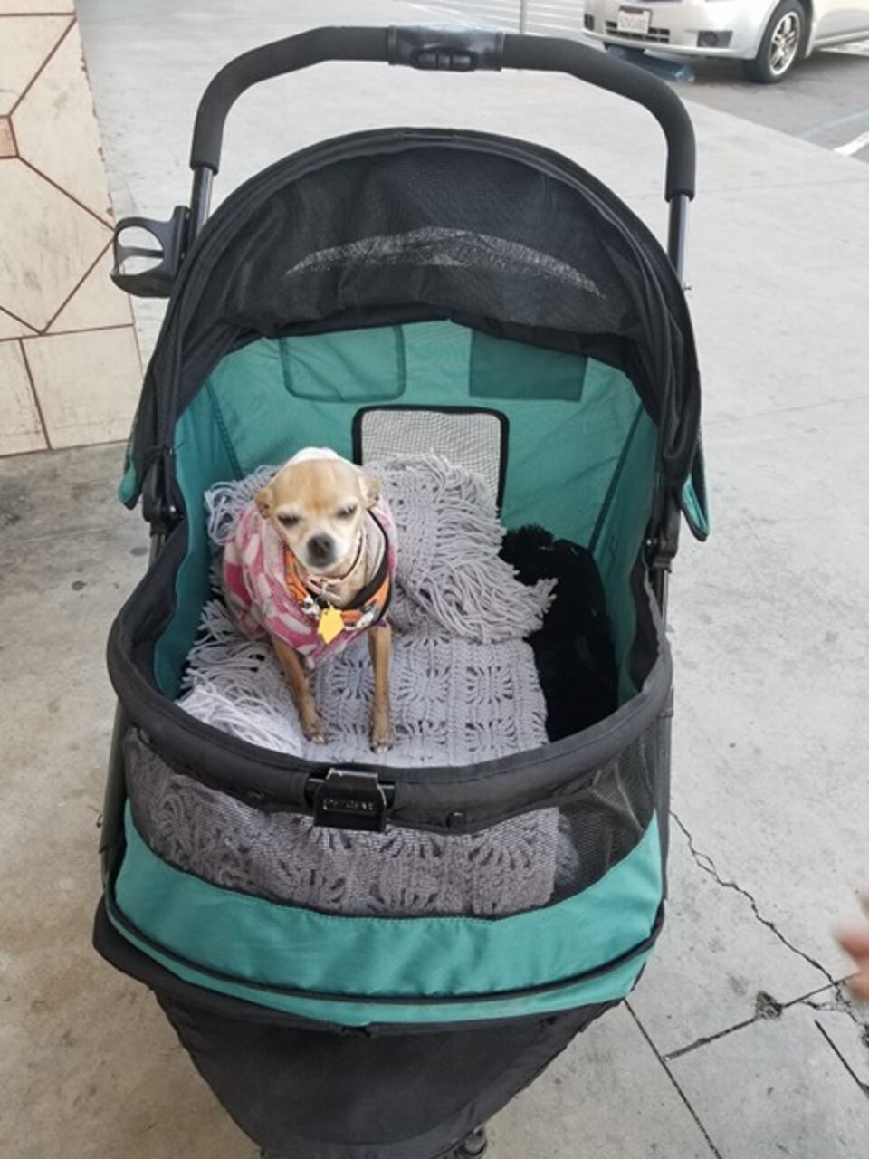 Homeless Man Receives A Very Special Stroller For His Chihuahua - The Dodo