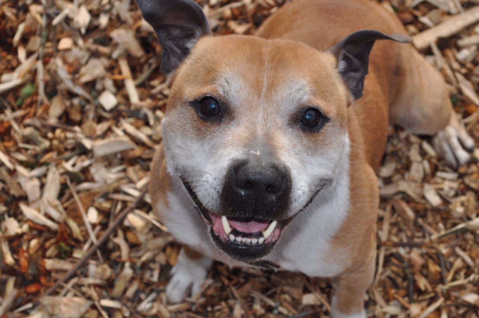Dog Who Was Crated His Whole Life Finally Gets To Play The Dodo