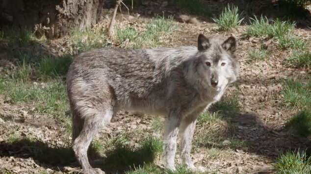 Portrait of grey wolf standing