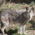 Captive grey wolf at zoo