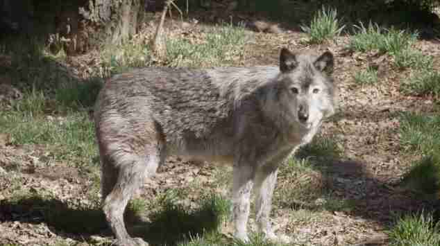 Calgary Zoo Kills Healthy Grey Wolf To Make Room For Pups - The Dodo