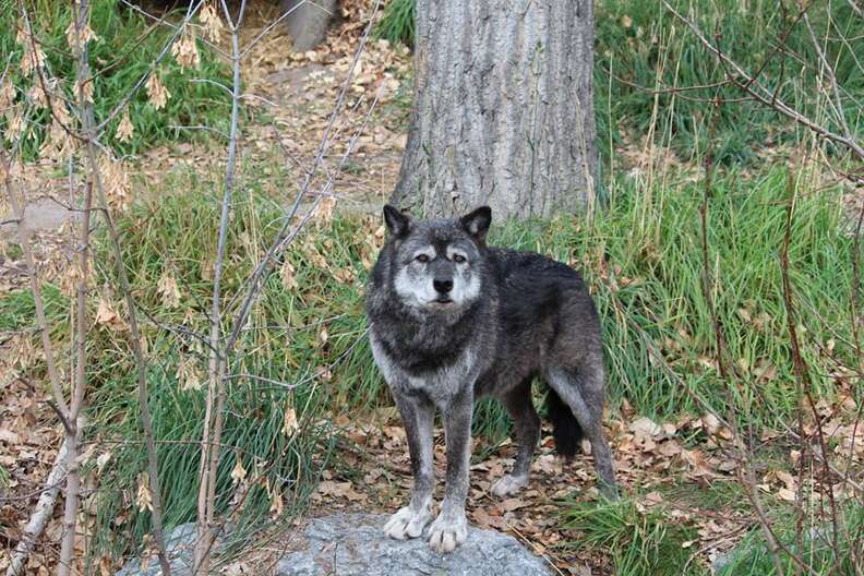 Calgary Zoo Kills Healthy Grey Wolf To Make Room For Pups - The Dodo