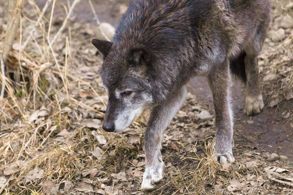 Grey wolf at zoo