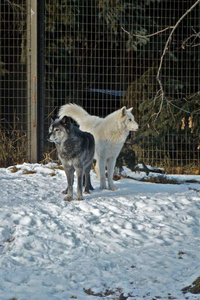 Two wolves inside zoo enclosure