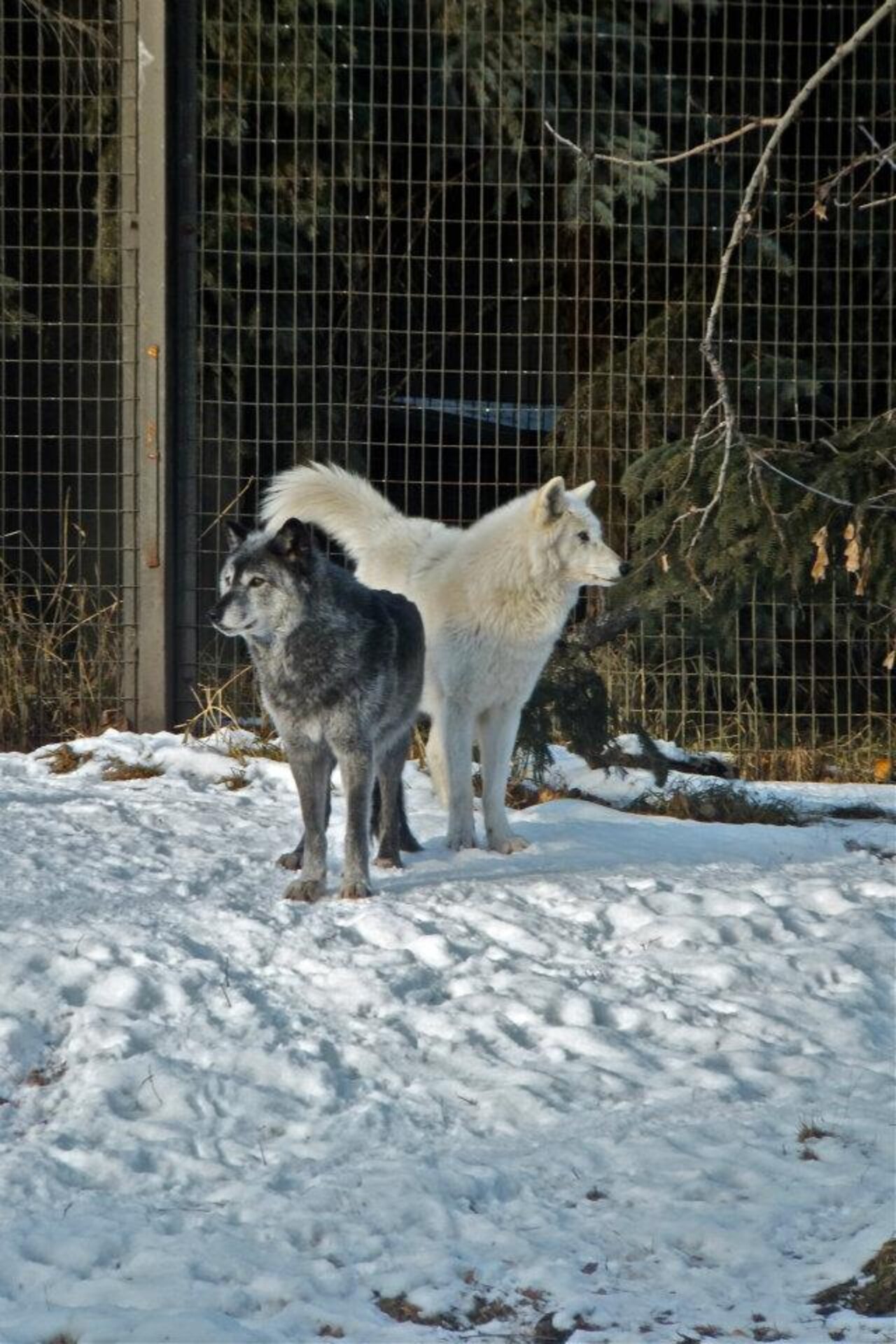 Calgary Zoo Kills Healthy Grey Wolf To Make Room For Pups - The Dodo