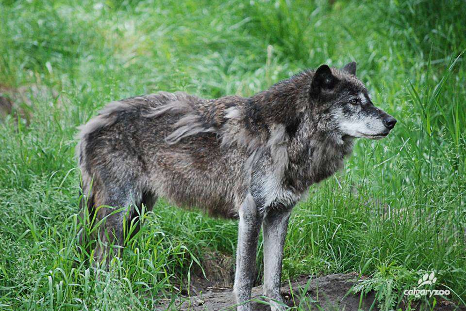 Captive grey wolf in her enclosure