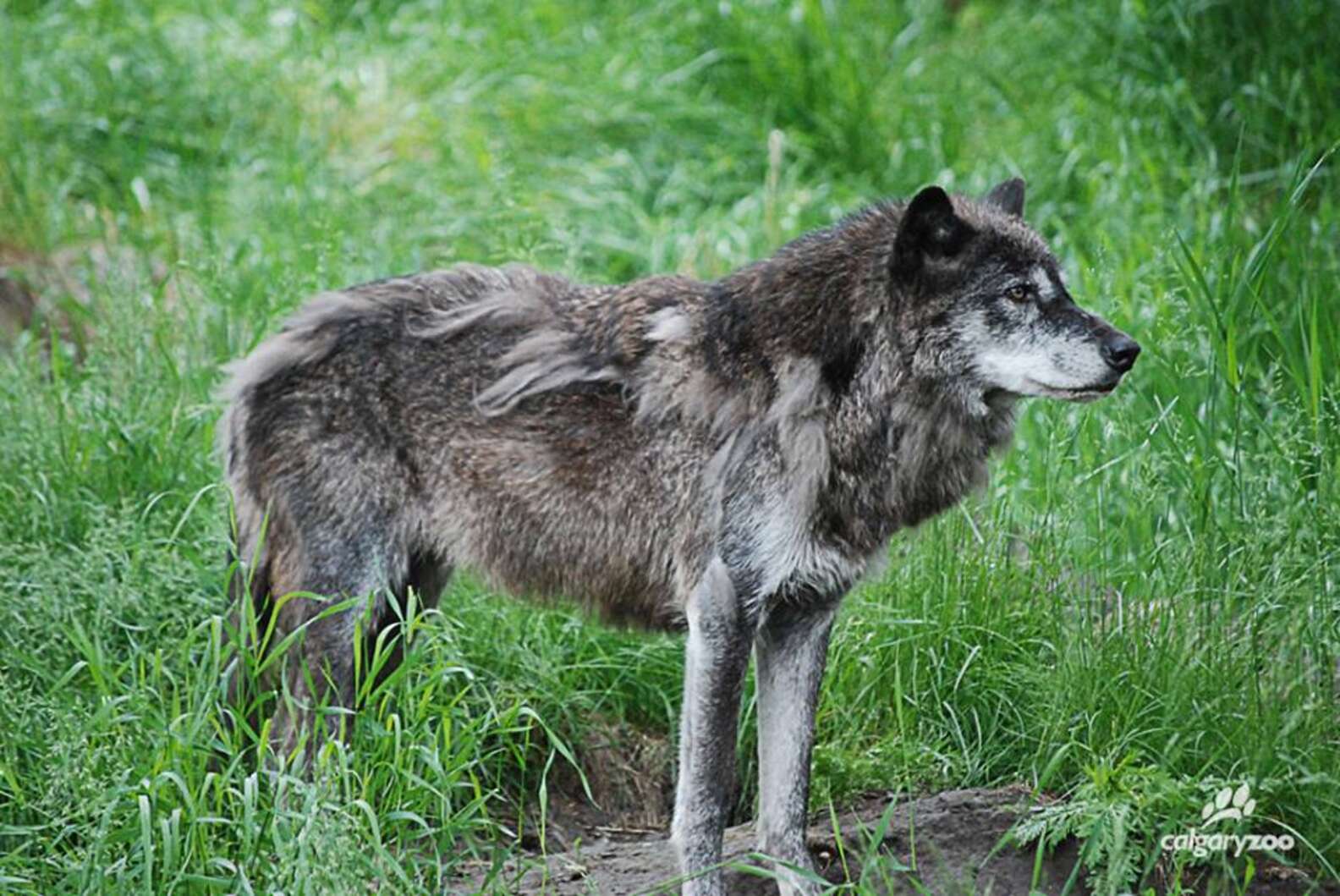 Calgary Wolves Calgary Zoo Kills Healthy Grey Wolf To Make Room For Pups - The Dodo