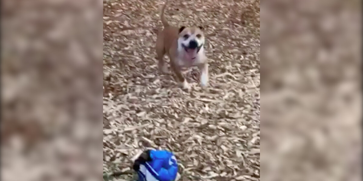 Dog Who Was Crated His Whole Life Finally Gets To Play - The Dodo