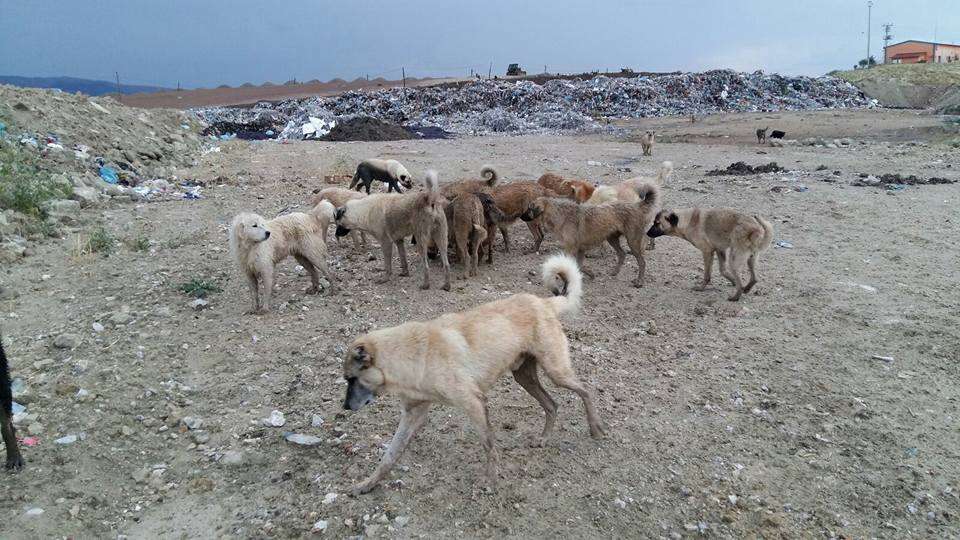 Dogs living at garbage dump in Turkey