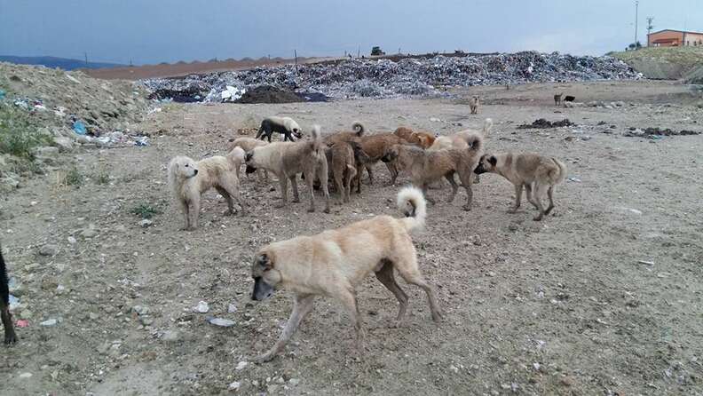 Rescuers Help 800 Stray Dogs Living In A Turkish Landfill The Dodo