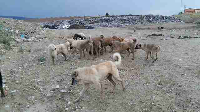 Rescuers Help 800 Stray Dogs Living In A Turkish Landfill - The Dodo