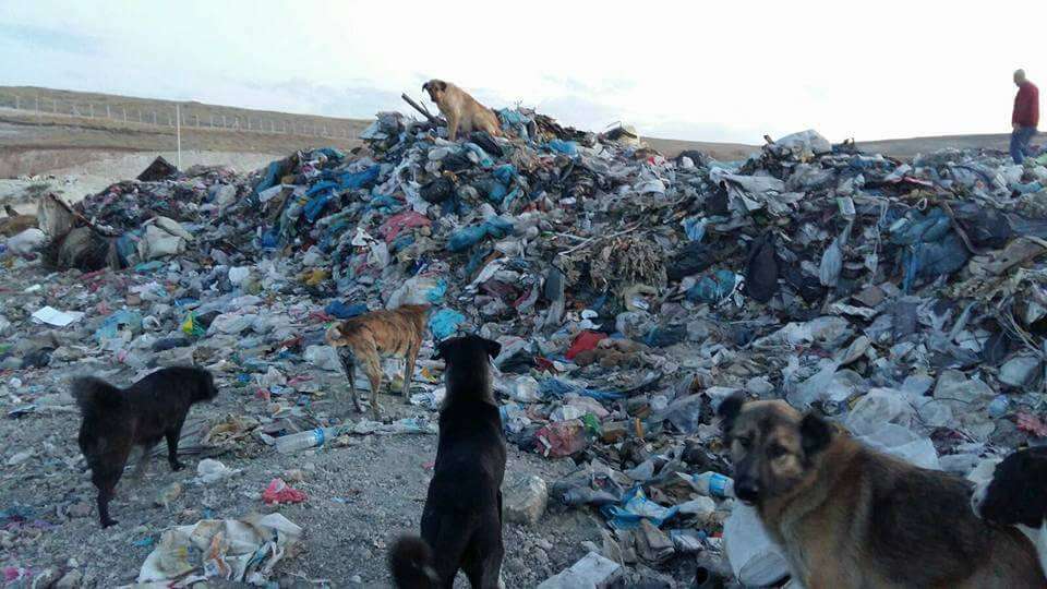 Dogs living in garbage dump