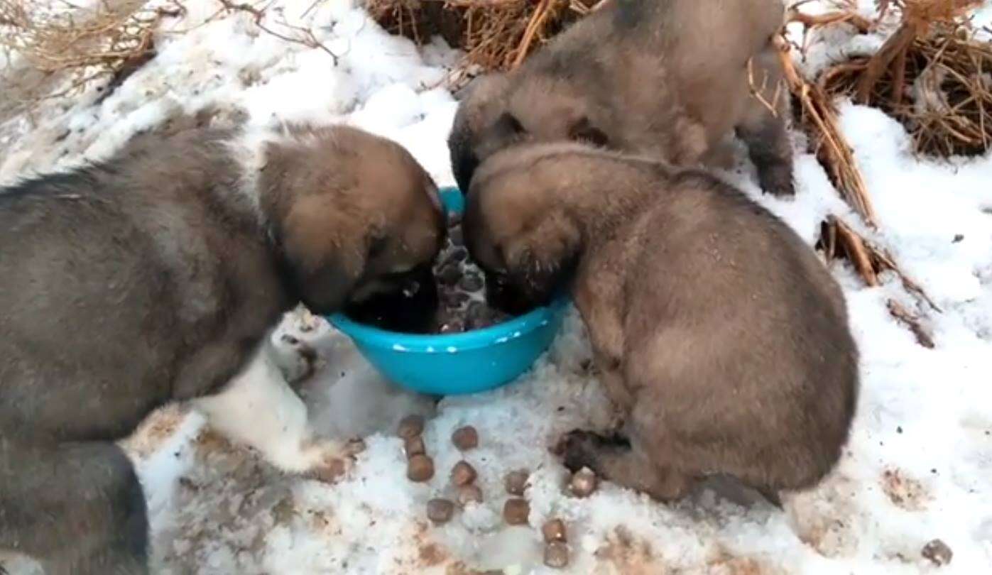 Homeless puppies eating food out of a bowl
