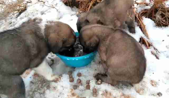 Cachorros sin hogar comiendo comida de un cuenco