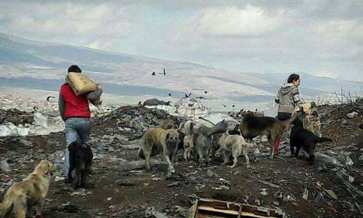 People bringing food to homeless dogs at landfill