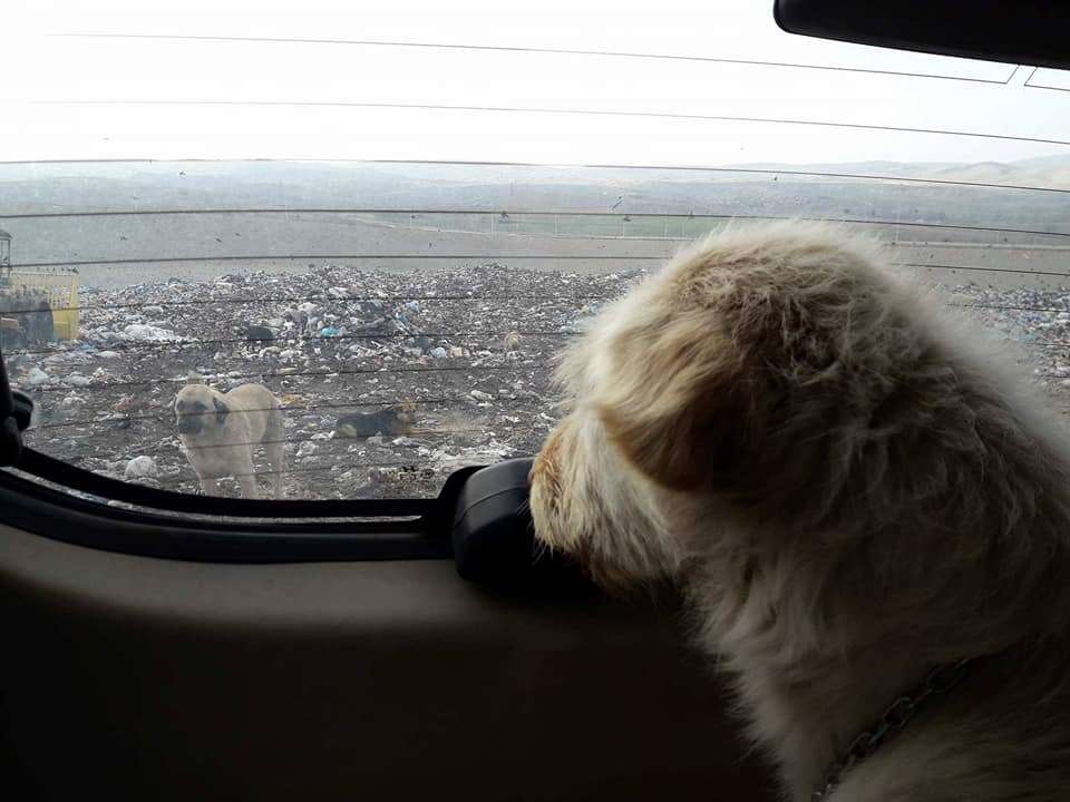 Dog looking out back window of car