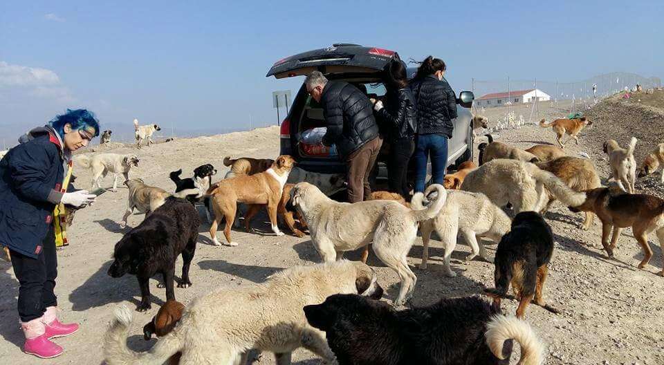 People helping stray dogs at a garbage dump