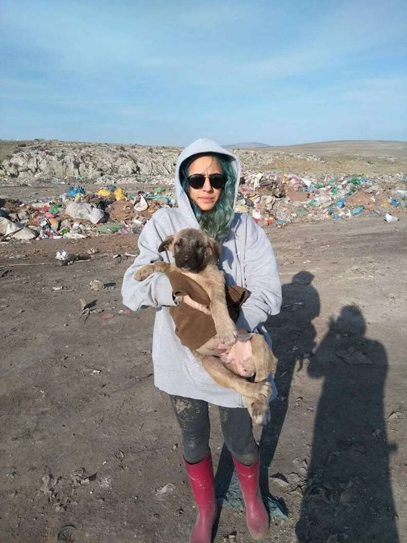 Rescuers Help 800 Stray Dogs Living In A Turkish Landfill The Dodo