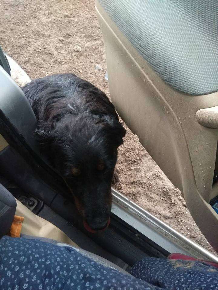 A dog trying to get into a car