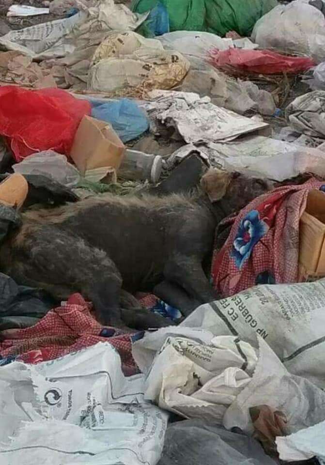 Dog living in garbage dump