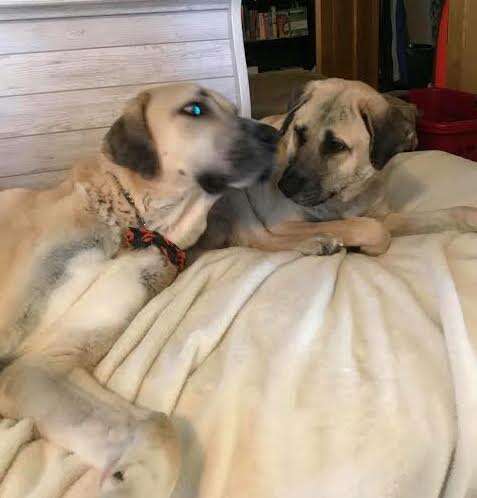 Two dogs snuggling on bed