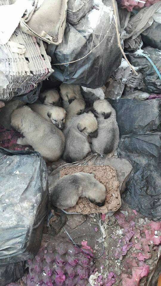 Puppies snuggling together at garbage dump