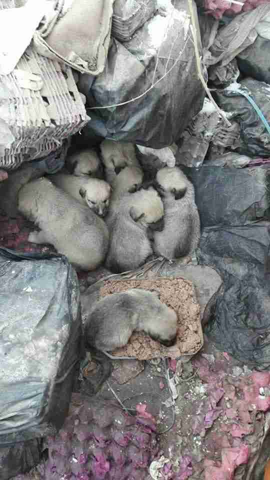 Cachorros acurrucados en el vertedero