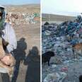 Woman helping homeless dogs living at garbage dump