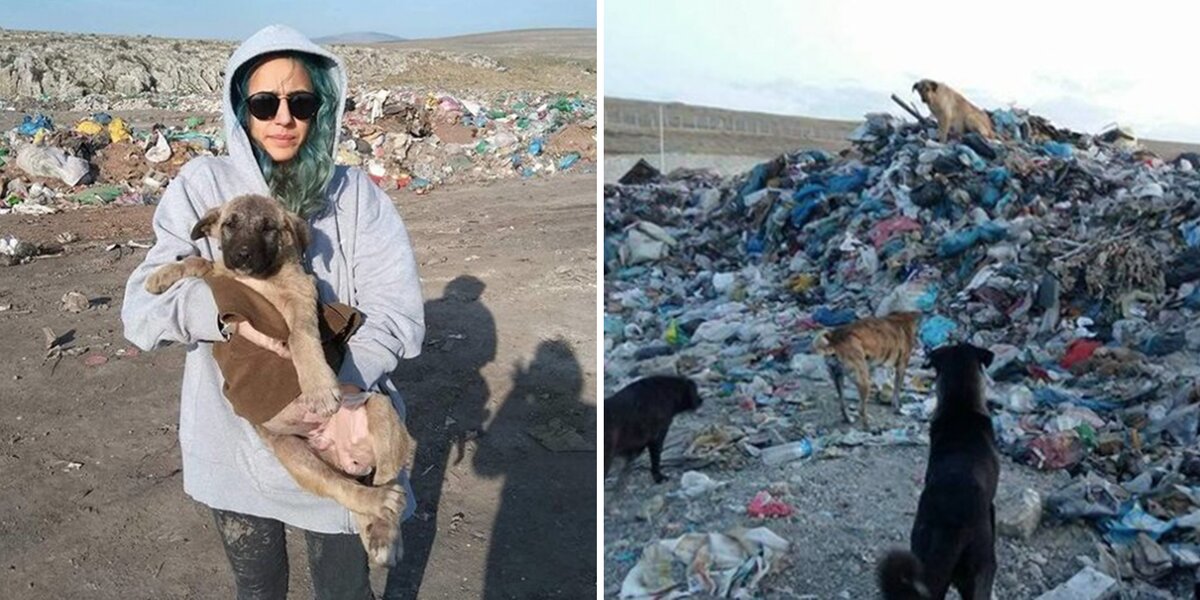 Rescuers Help 800 Stray Dogs Living In A Turkish Landfill The Dodo