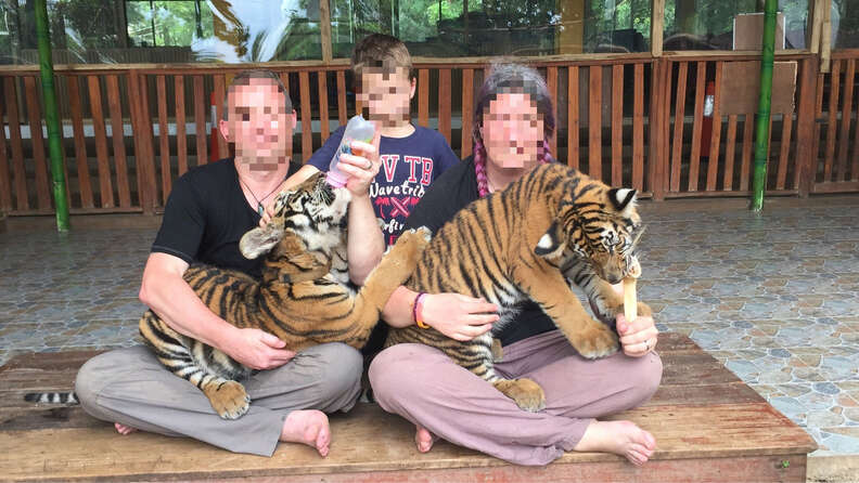 People bottle-feeding tiger cubs
