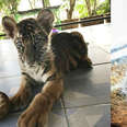 Declawed tiger cub at Thai zoo