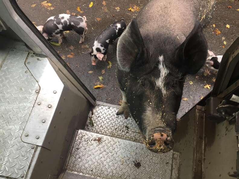 pig UPS driver oregon