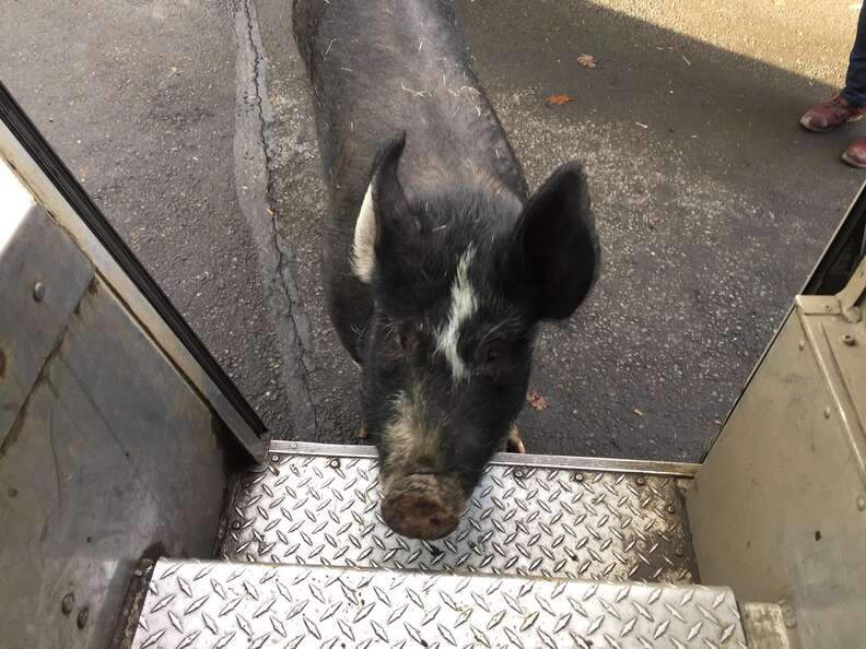 pig friend UPS driver oregon